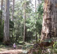 Warren River Loop Walk - Accommodation Gladstone