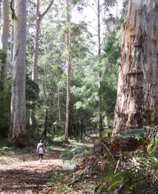 Warren River Loop Walk - Accommodation Gladstone 0