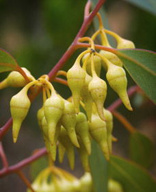 Ravensthorpe WA Accommodation Gladstone