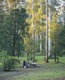 Big Brook Arboretum - Accommodation Gladstone 0