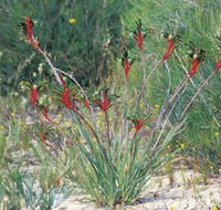 Kalbarri Wildflower Centre - Accommodation Gladstone