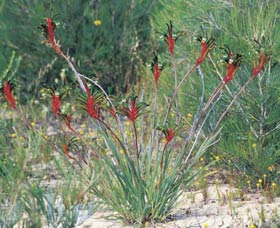 Kalbarri Wildflower Centre - Accommodation Gladstone 0