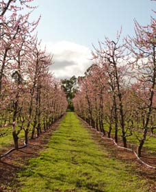 Raeburn Orchards - Accommodation Gladstone 0