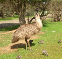 Minlaton Fauna Park - Accommodation Gladstone