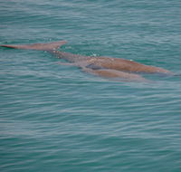 Dugongs - Accommodation Gladstone