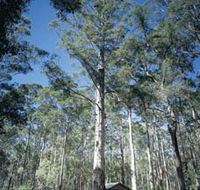 Diamond Tree Lookout Manjimup - Accommodation Gladstone