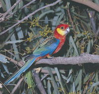 King River - Accommodation Gladstone