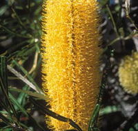 Moore River National Park - Accommodation Gladstone