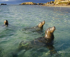 Shoalwater Islands Marine Park - Accommodation Gladstone 0