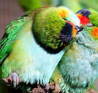 Rainbow Jungle - The Australian Parrot Breeding Centre - Accommodation Gladstone