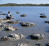 Lake Thetis Stromatolites - Accommodation Gladstone
