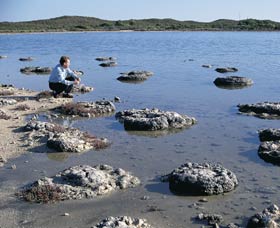 Lake Thetis Stromatolites - Accommodation Gladstone 0