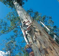 Dave Evans Bicentennial Tree - Accommodation Gladstone