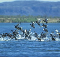 Ord River - Accommodation Gladstone