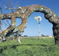 Greenough Leaning Trees - Accommodation Gladstone