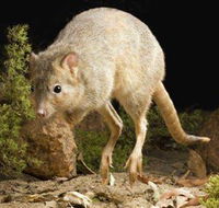 Kanyana Wildlife - Accommodation Gladstone