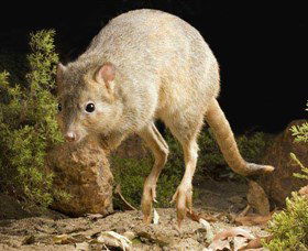 Kanyana Wildlife - Accommodation Gladstone 0