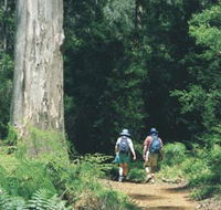 Gloucester Tree - Accommodation Gladstone
