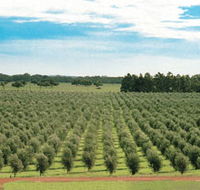 Fini Olives - Accommodation Gladstone