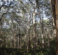 Boranup Karri Forest - Accommodation Gladstone