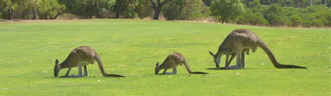 Rockingham Golf Club - Accommodation Gladstone 3