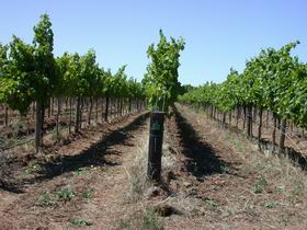 Temple Bruer Winery - Accommodation Gladstone 0