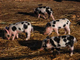 Will's Rare Breeds Farm - Accommodation Gladstone 0