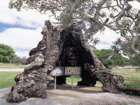 The Herbig Family Tree - Accommodation Gladstone 0