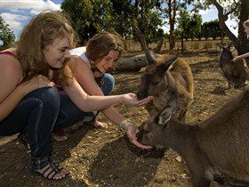 Kangaroo Island Wildlife Park - Accommodation Gladstone 0