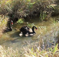 Tamar Island Wetlands Reserve and Interpretation Centre - Accommodation Gladstone