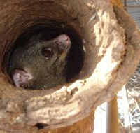 Mulga Sanctuary and Wildlife Park - Accommodation Gladstone