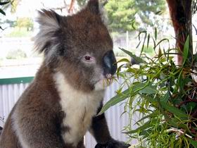 Glen-Forest Tourist Park - Accommodation Gladstone 0