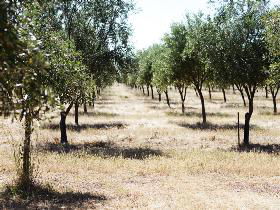 Talinga Grove Olive Oils - Accommodation Gladstone 0