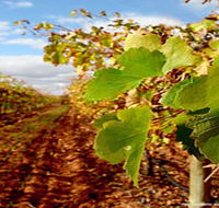 Mirabella Vineyards - Accommodation Gladstone