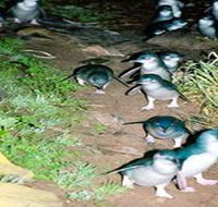 Penneshaw Penguin Centre - Accommodation Gladstone