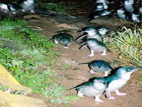 Penneshaw Penguin Centre - Accommodation Gladstone 0