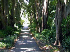 Adelaide Botanic Garden - Accommodation Gladstone 0