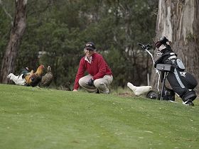 Tasmania Golf Club - The - Accommodation Gladstone 0