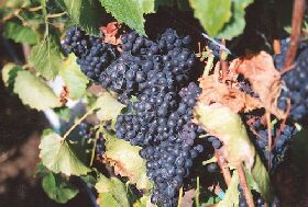 Darlington Vineyard - Accommodation Gladstone 0