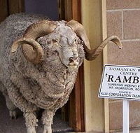 Tasmanian Wool Centre - Accommodation Gladstone