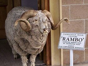 Tasmanian Wool Centre - Accommodation Gladstone 0