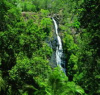 Kondalilla National Park - Accommodation Gladstone