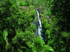 Kondalilla National Park - Accommodation Gladstone 0