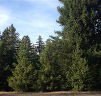 Pialligo Redwood Forest - Accommodation Gladstone