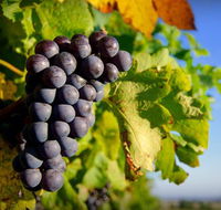Panorama Vineyard - Accommodation Gladstone