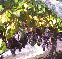 Palmara Vineyard - Accommodation Gladstone