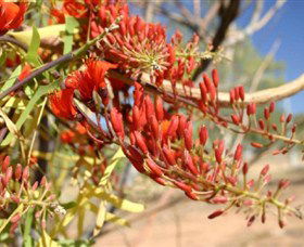 Olive Pink Botanic Garden - Accommodation Gladstone 0