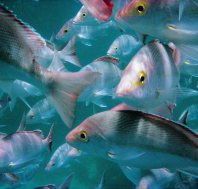 The Scottish Prince Dive Site - Accommodation Gladstone