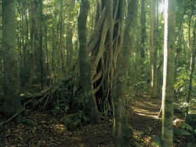 Lamington National Park, Binna Burra Section - Accommodation Gladstone 0