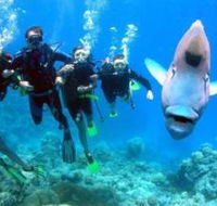 Magic Mountain Dive Site - Accommodation Gladstone